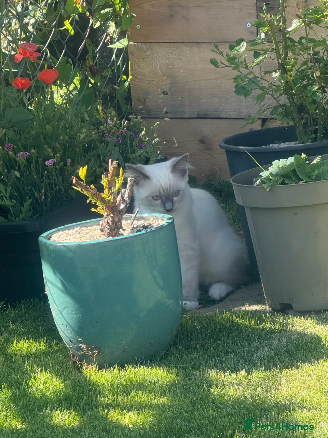 Ragdoll cats for stud: Ragdoll  in Ebbw Vale - Advert 1