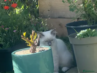 Ragdoll cats Ragdoll - Advert 9