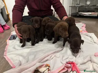 Labrador Retriever dogs 8 BOYS LEFT READY 9TH MARCH!!! - Advert 2
