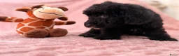 Labradoodle dogs for sale: DNA health tested parents of stunning labradoodles in Ware - Advert 12