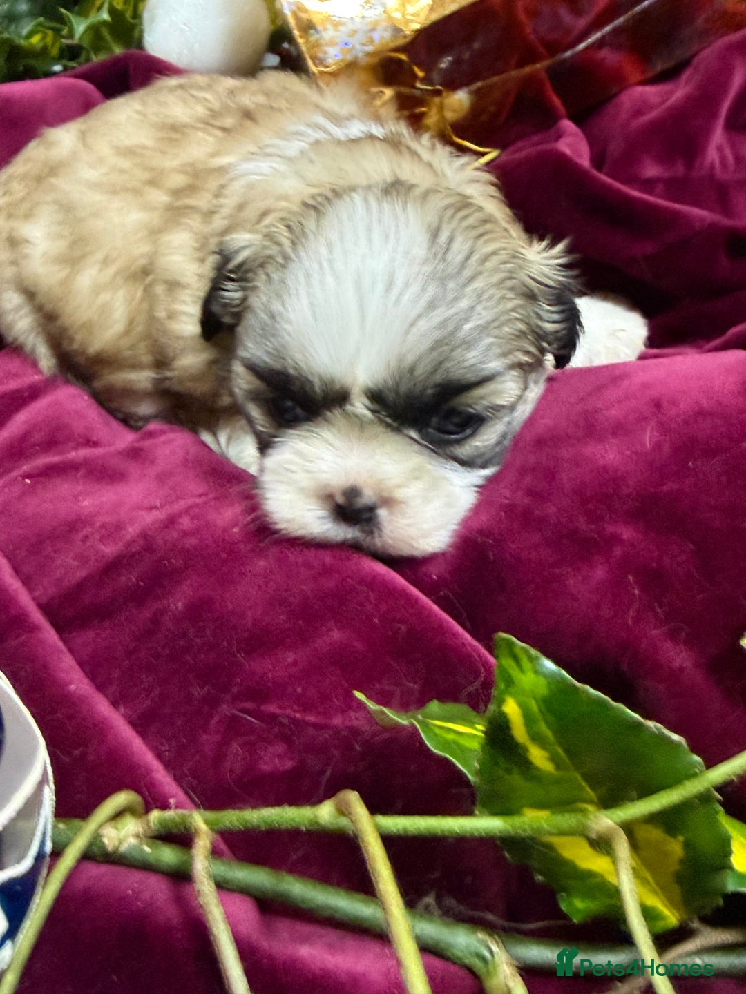 Shih Tzu dogs for sale: READY NOW …Special prices on pups POA  - Advert 17