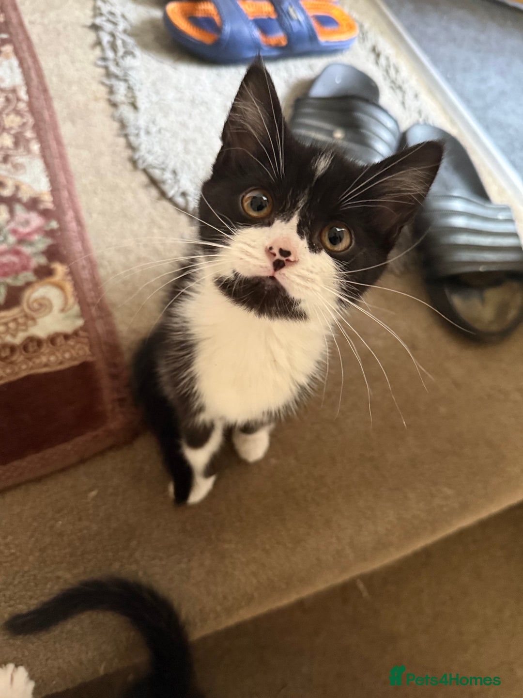 Mixed Breed cats for sale: Adorable mixed kittens - £20-50  - Image 1