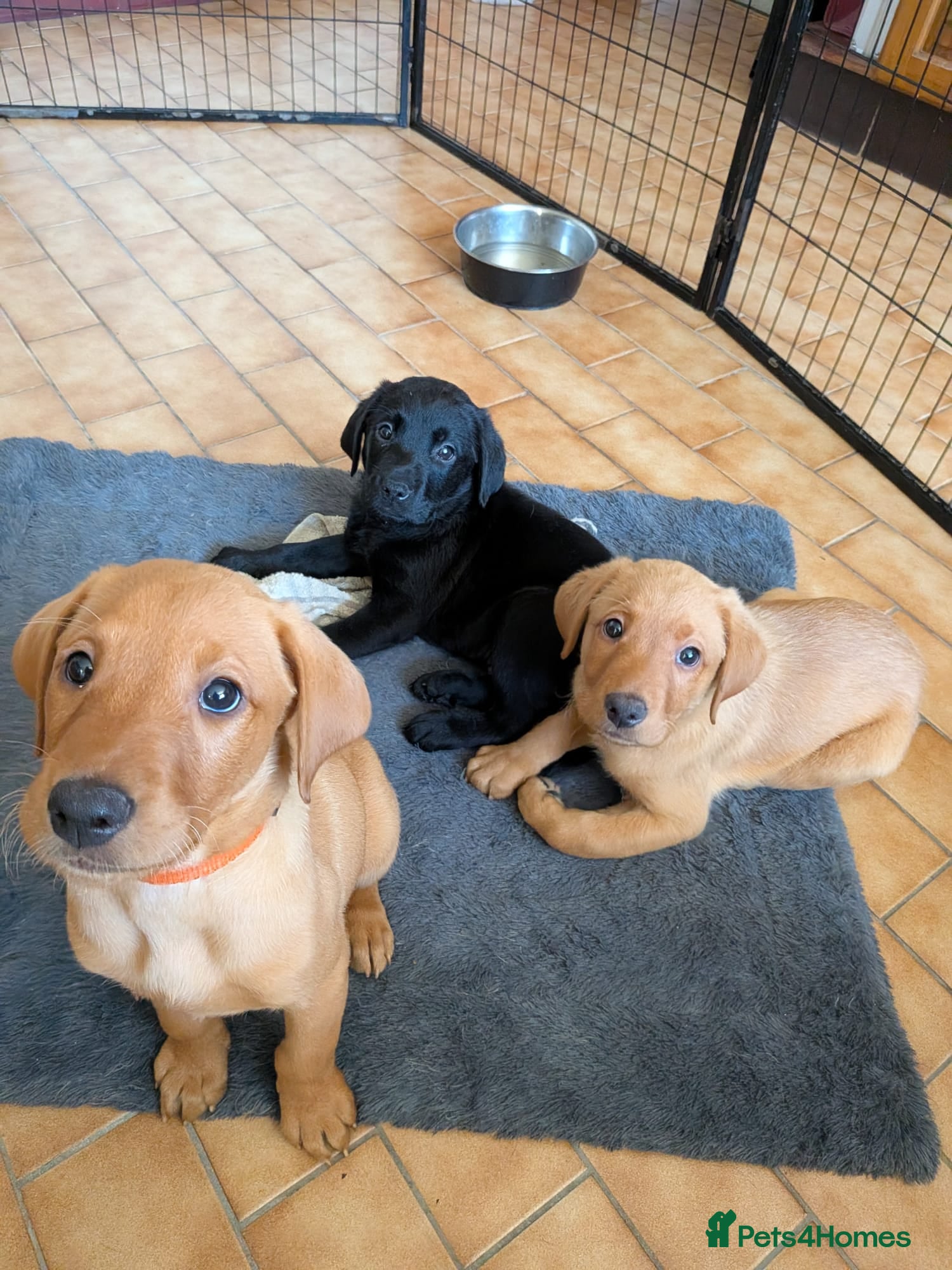 Labrador Retriever dogs Labrador puppies  - Advert 13
