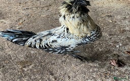 Chickens poultry for sale: Laced polish and silkie chicken mixed breeds - Image 5