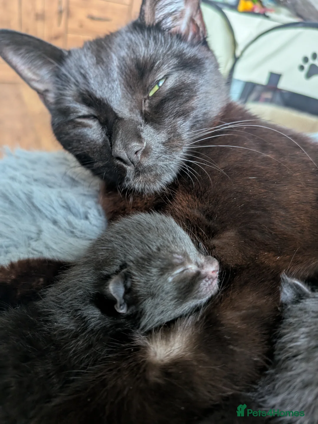 Mixed Breed cats for sale: 3 lovely female kittens  - Advert 1