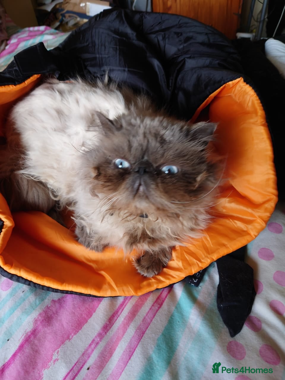 Persian cats Persian male cat  and daughter - Advert 13