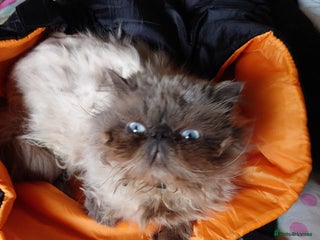 Persian cats Persian male cat and daughter - Advert 7