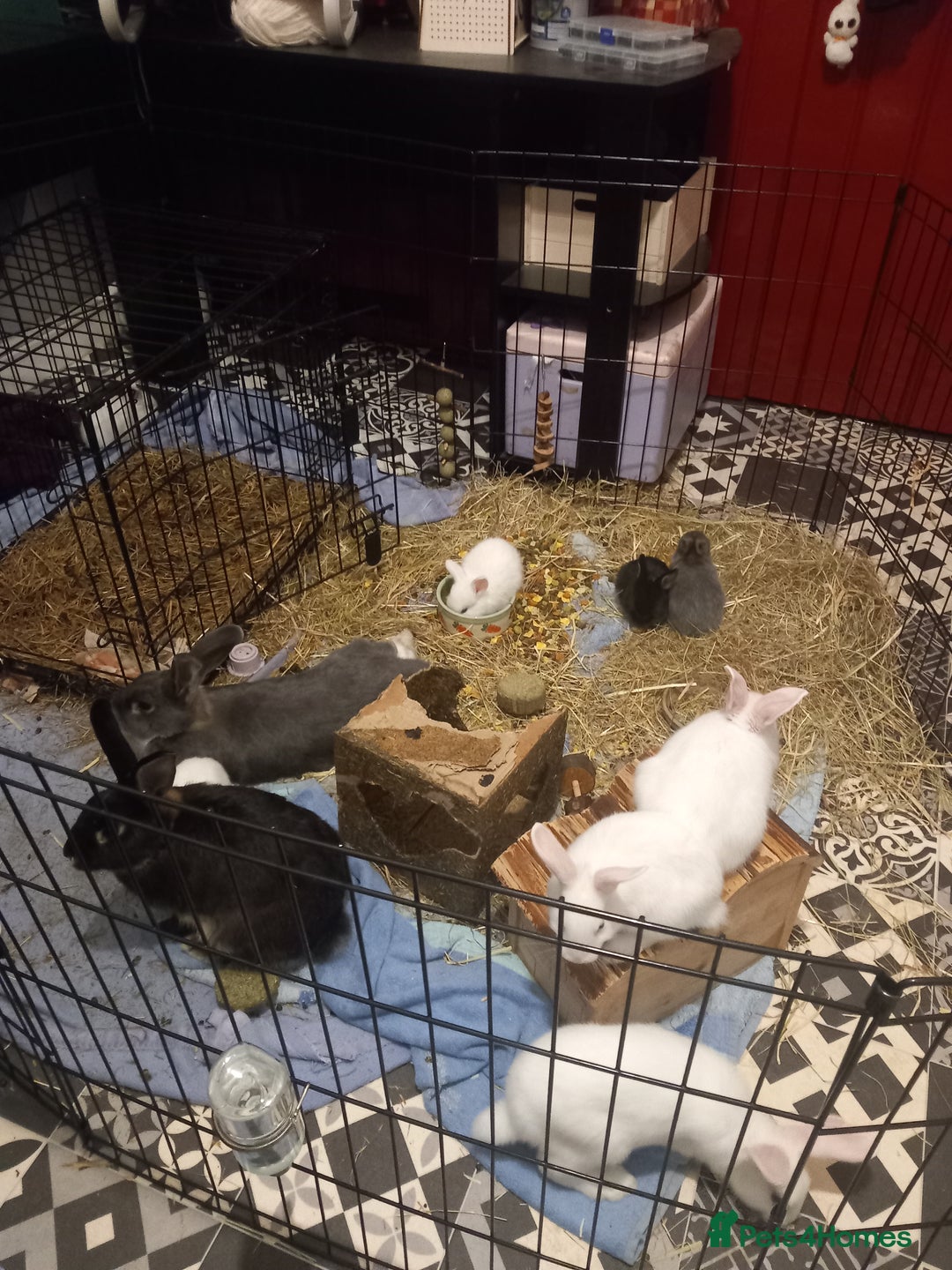 Mini Lop rabbits for sale: 9 Mixed Mini Lop Bunnies for sale - Image 7