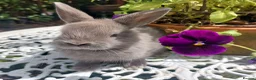 Netherland Dwarf rabbits for sale: NEATHERLAND DWARF x BABIES  - Advert 22