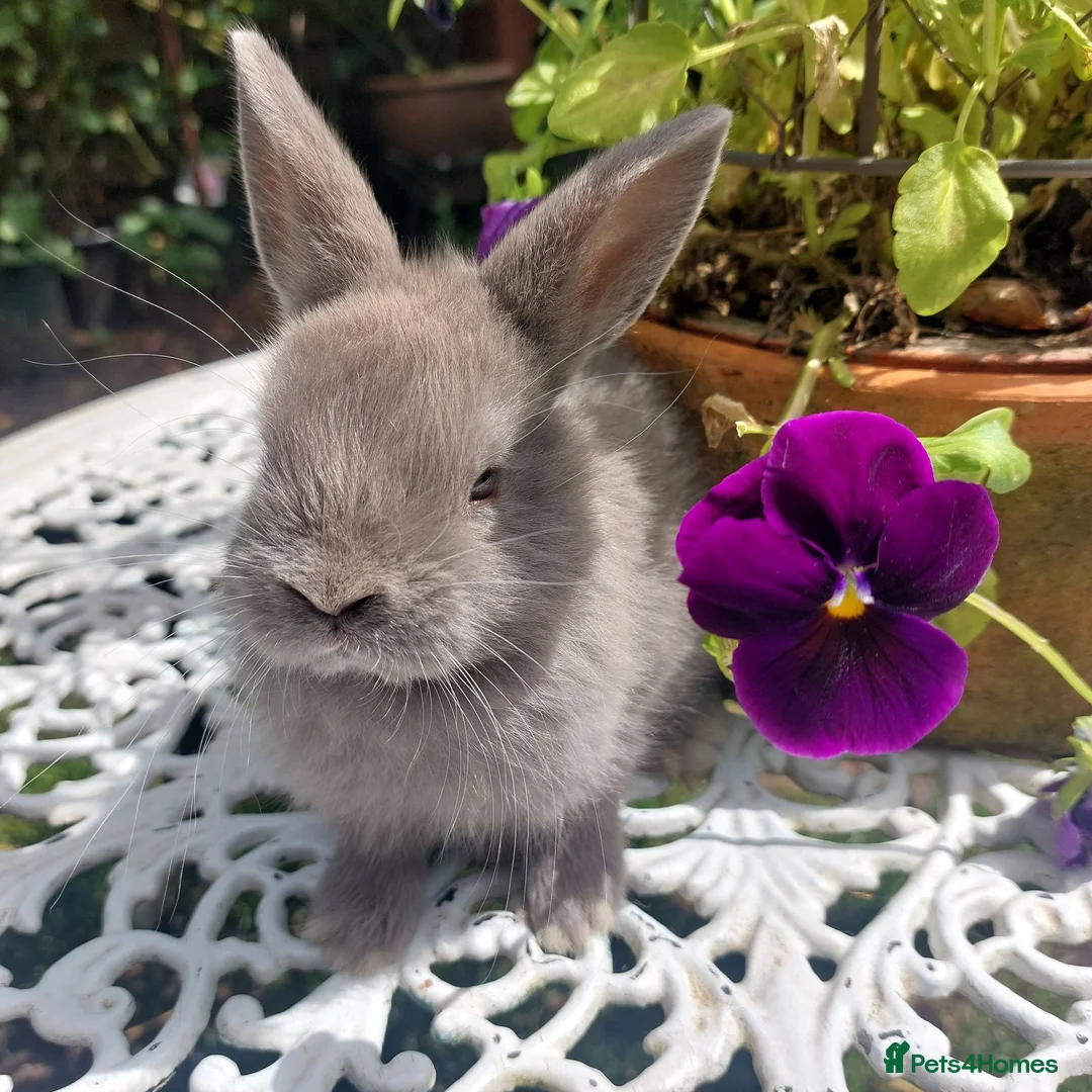Netherland Dwarf rabbits for sale: NEATHERLAND DWARF x BABIES  - Advert 22