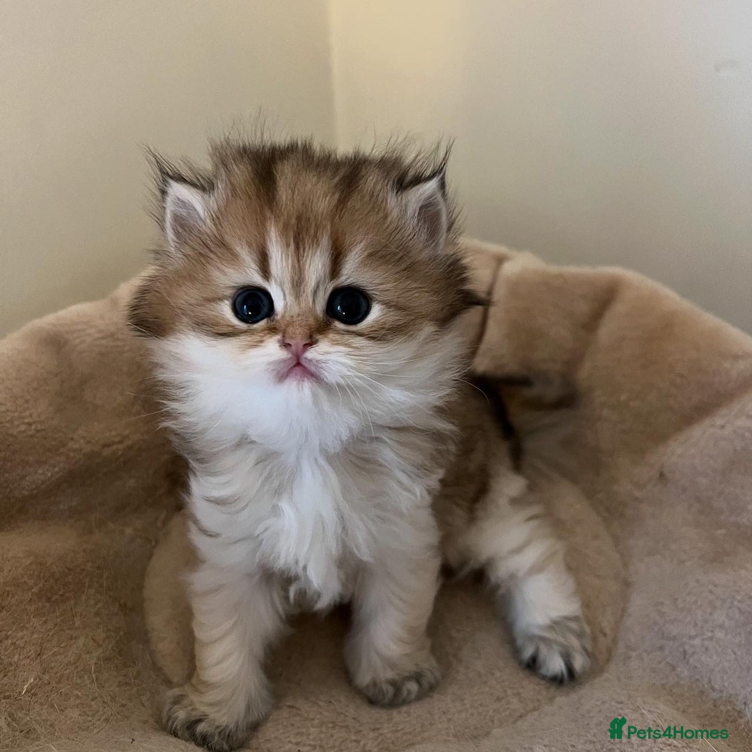 British Longhair cats for sale: Gorgeous Golden British Longhair & Shorthair  - Advert 10