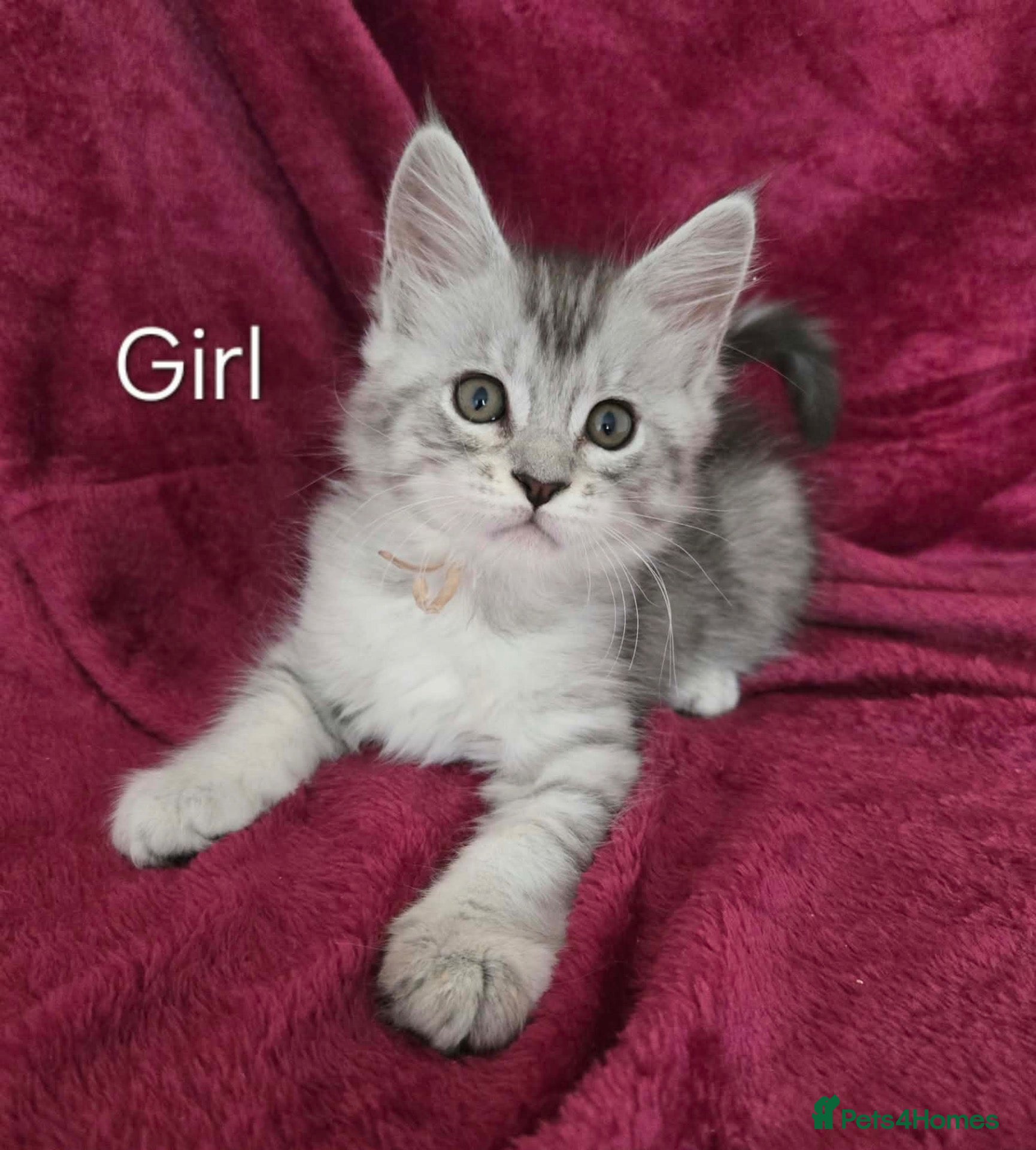 Maine Coon cats 5 Gorgeous Maine Coon kittens. - Advert 1