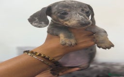 Miniature Dachshund dogs for sale: 7 stunning miniature dachshund puppies - Image 17