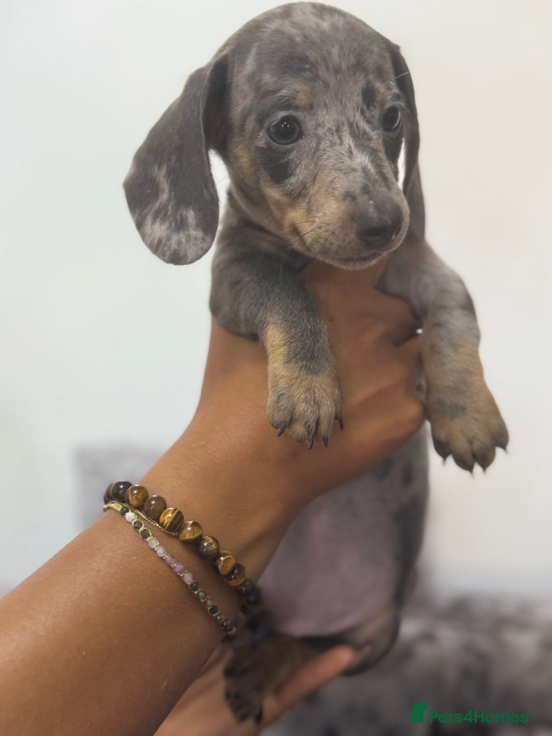 Miniature Dachshund dogs for sale: 7 stunning miniature dachshund puppies - Image 17