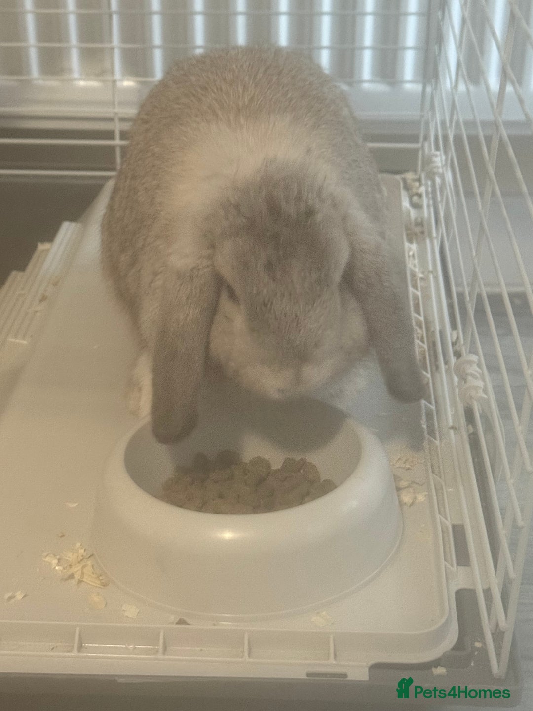 Mini Lop rabbits for sale: Mini flop - Advert 6