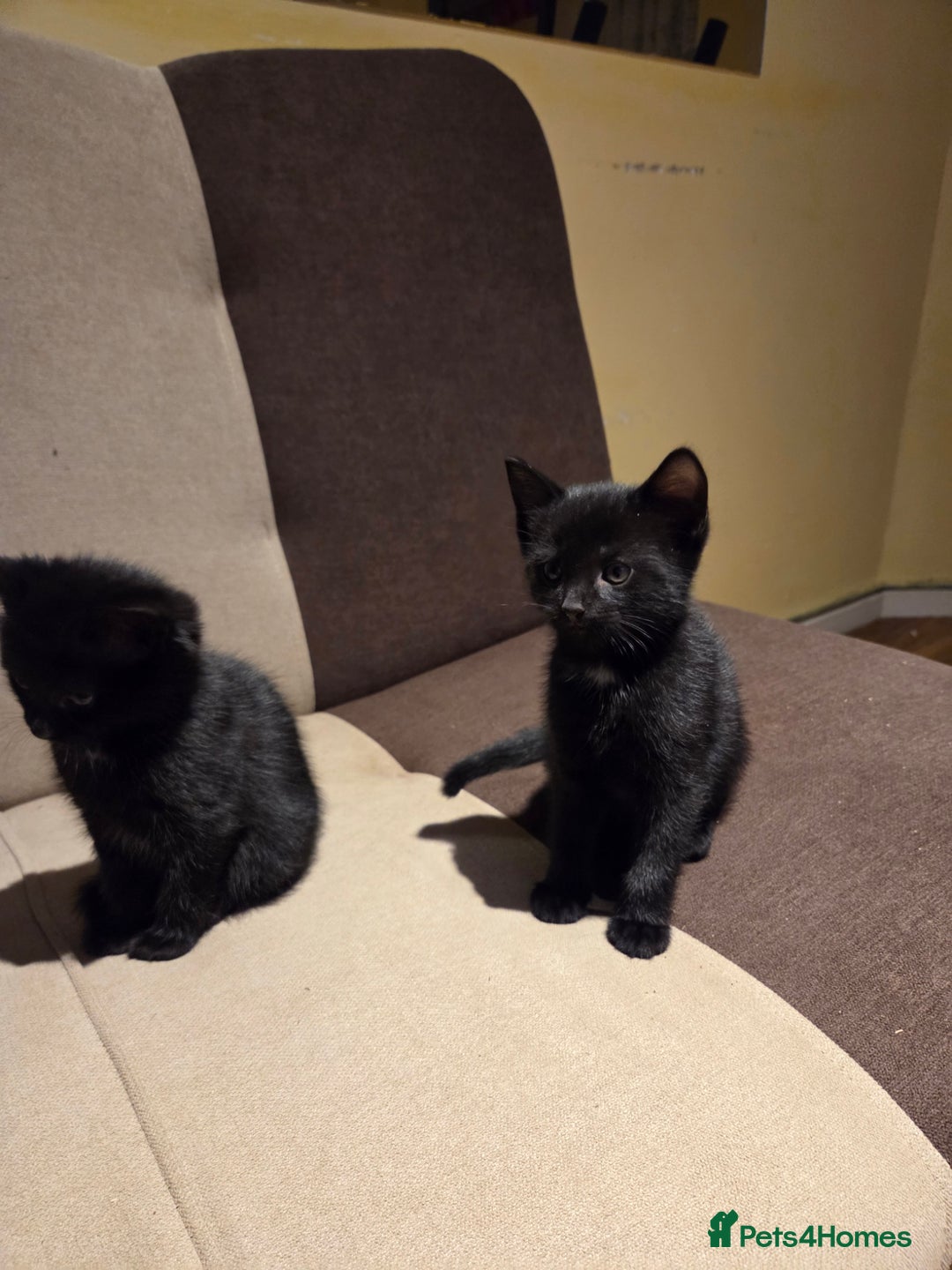 Domestic Shorthair cats for sale: 4 Beautiful Black Female Kittens - 8 Weeks Old - Advert 5