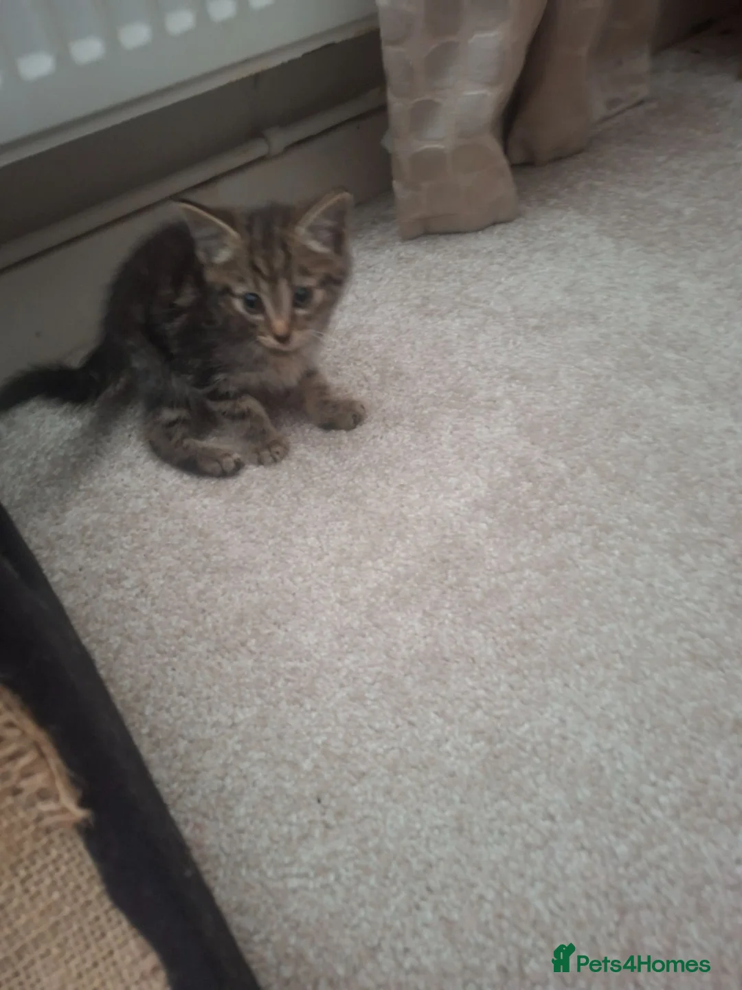 Mixed Breed cats for sale: Male and female tabby kittens - Advert 2