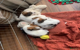 Jack Russell dogs for sale: KC Jack Russell Puppies - One Boy Left! - Image 5