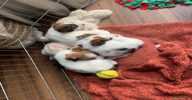 Jack Russell dogs - Advert 6