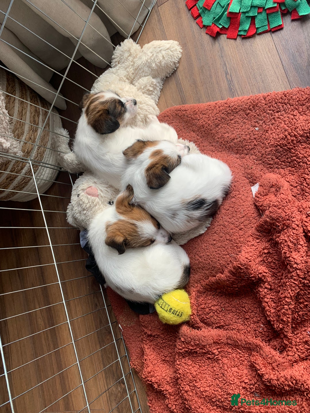 Jack Russell dogs for sale: KC Jack Russell Puppies - One Boy Left! - Image 5