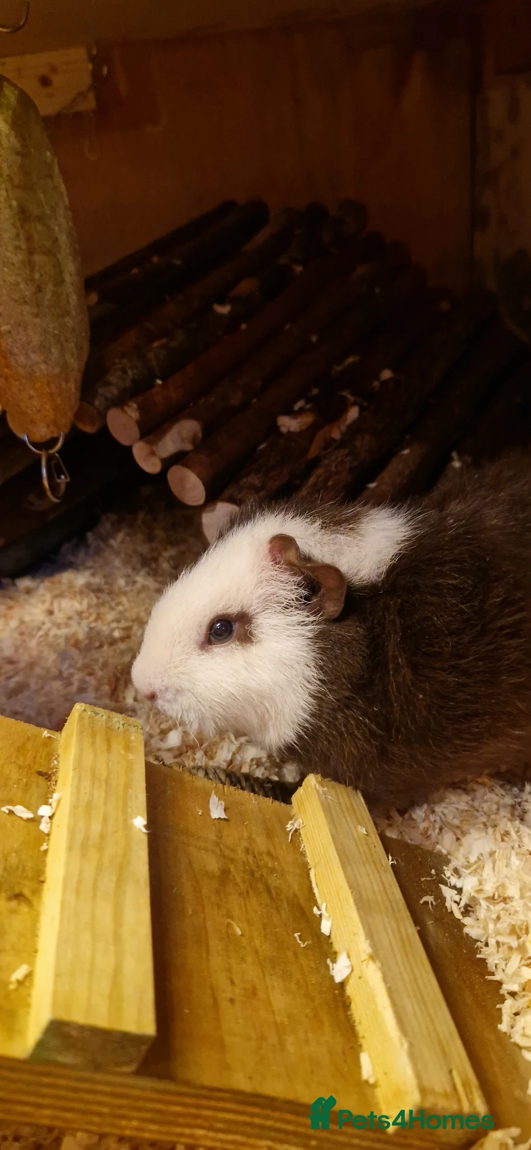 Guinea Pig rodents for sale: 2 male guinea pigs in Barnsley - Advert 2