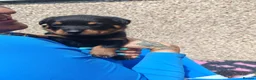 Rottweiler dogs for sale: Rottweiler puppies  - Advert 10