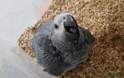 Parrots birds for sale: African grey parrot - Image 7