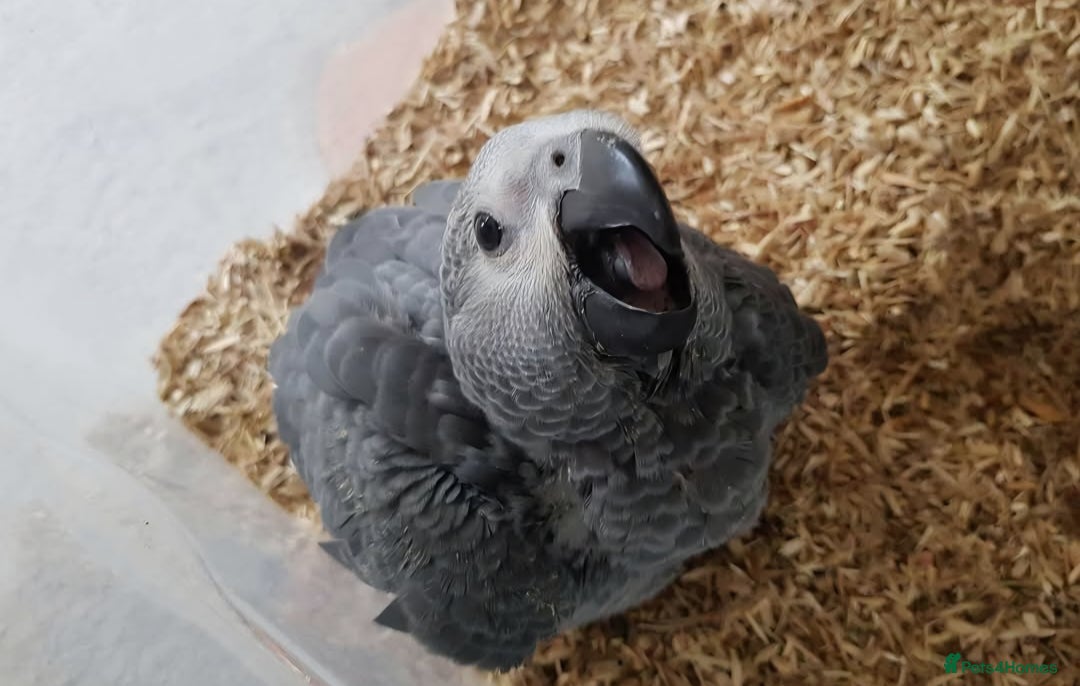 Parrots birds for sale: African grey parrot - Image 7
