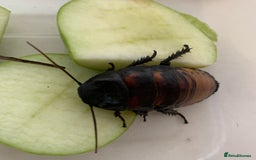Cockroaches invertebrates for sale: Madagascan Hissing Cockroaches - Image 3