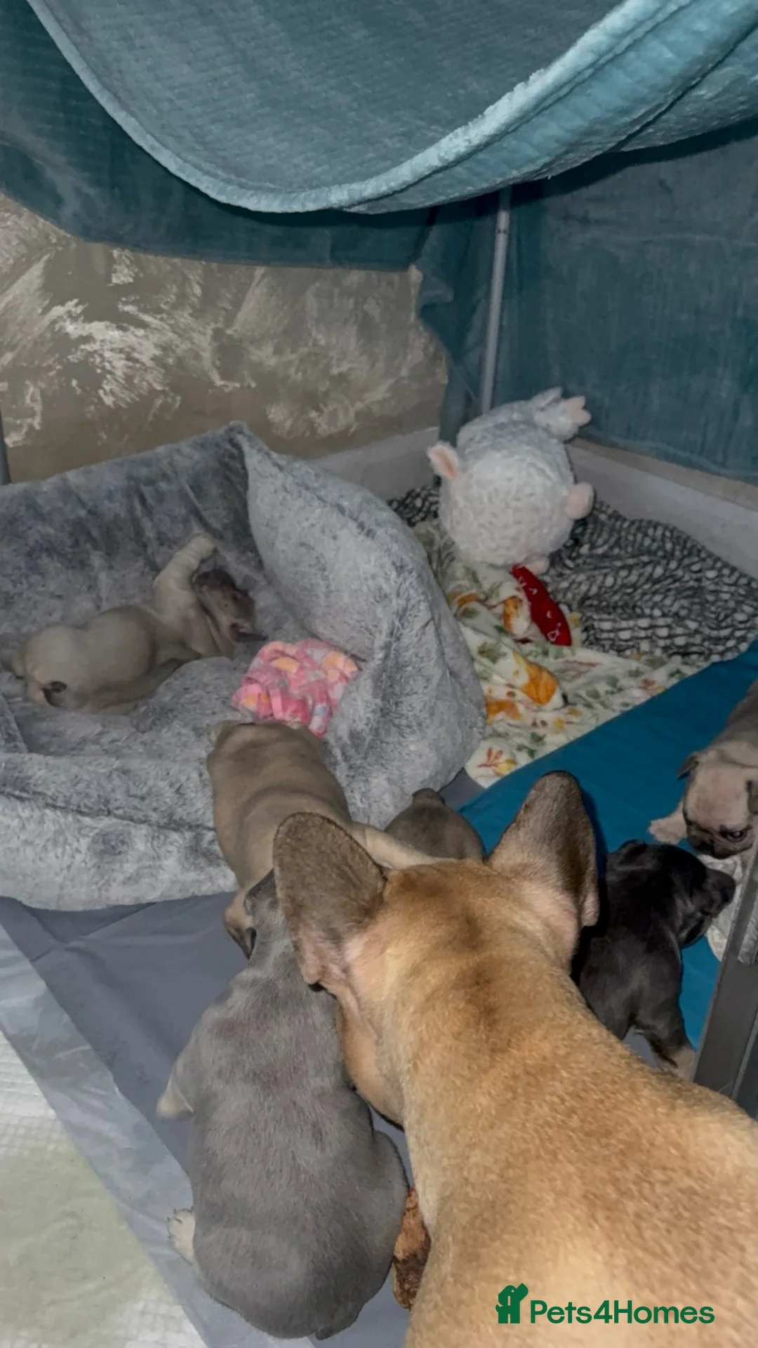 French Bulldog dogs for sale: Elegant Litter of Six KC Registered French Bulldog - Advert 12