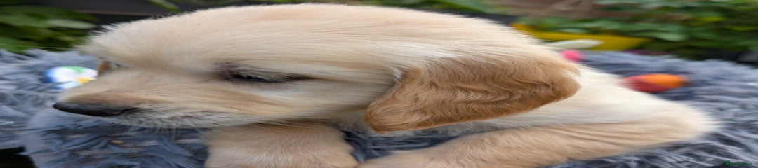 Golden Retriever Puppy 5 "Cocco Cookie"
