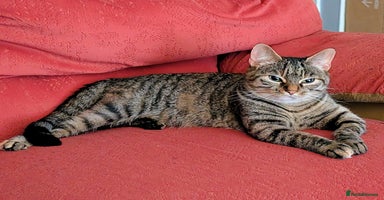 Mixed Breed cats Cute kittens - Advert 3