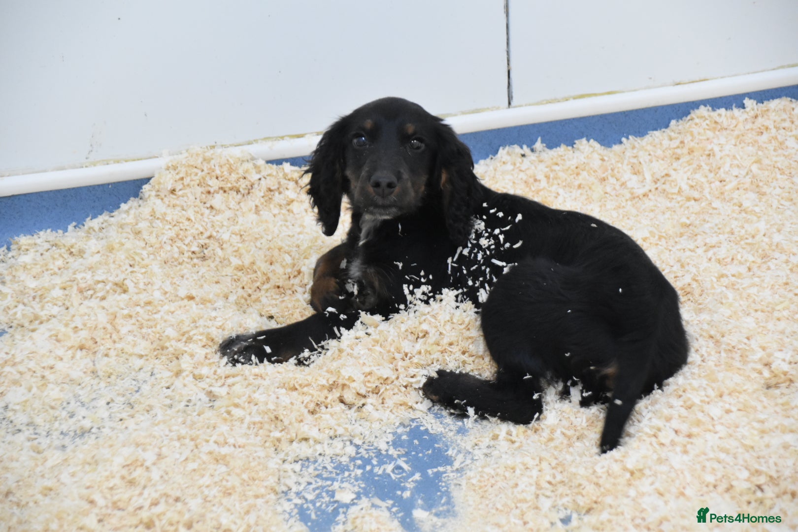 Cocker Spaniel dogs One male kc reg working Cocker spaniel  - Advert 2