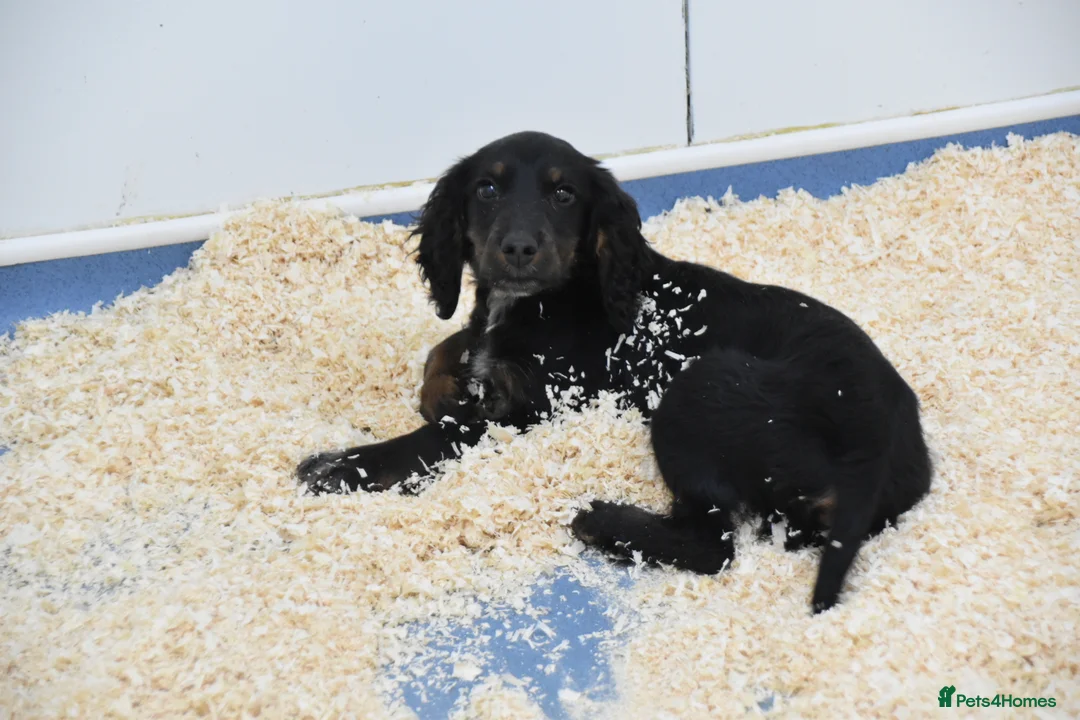 Cocker Spaniel dogs for sale: One male kc reg working Cocker spaniel  in Thirsk - Advert 2