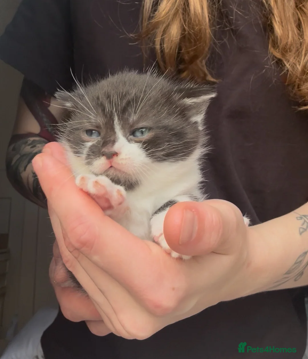 British Shorthair cats for sale: 2 amazing ladies  - Advert 7