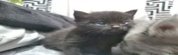 Mixed Breed cats for sale: 4 CUTE KITTENS FOR SALE!  - Advert 8