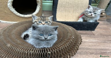 British Shorthair cats - Advert 4