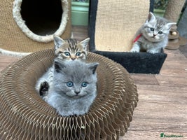 British Shorthair cats - Advert 4