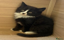 British Shorthair cats for sale: Gorgeous British Shorthair kittens! - Image 10