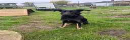 German Shepherd dogs for sale: Absolutely gorgeous inside and out in Swindon - Advert 4