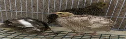 Quail poultry for sale: Japanese quails  - Advert 5
