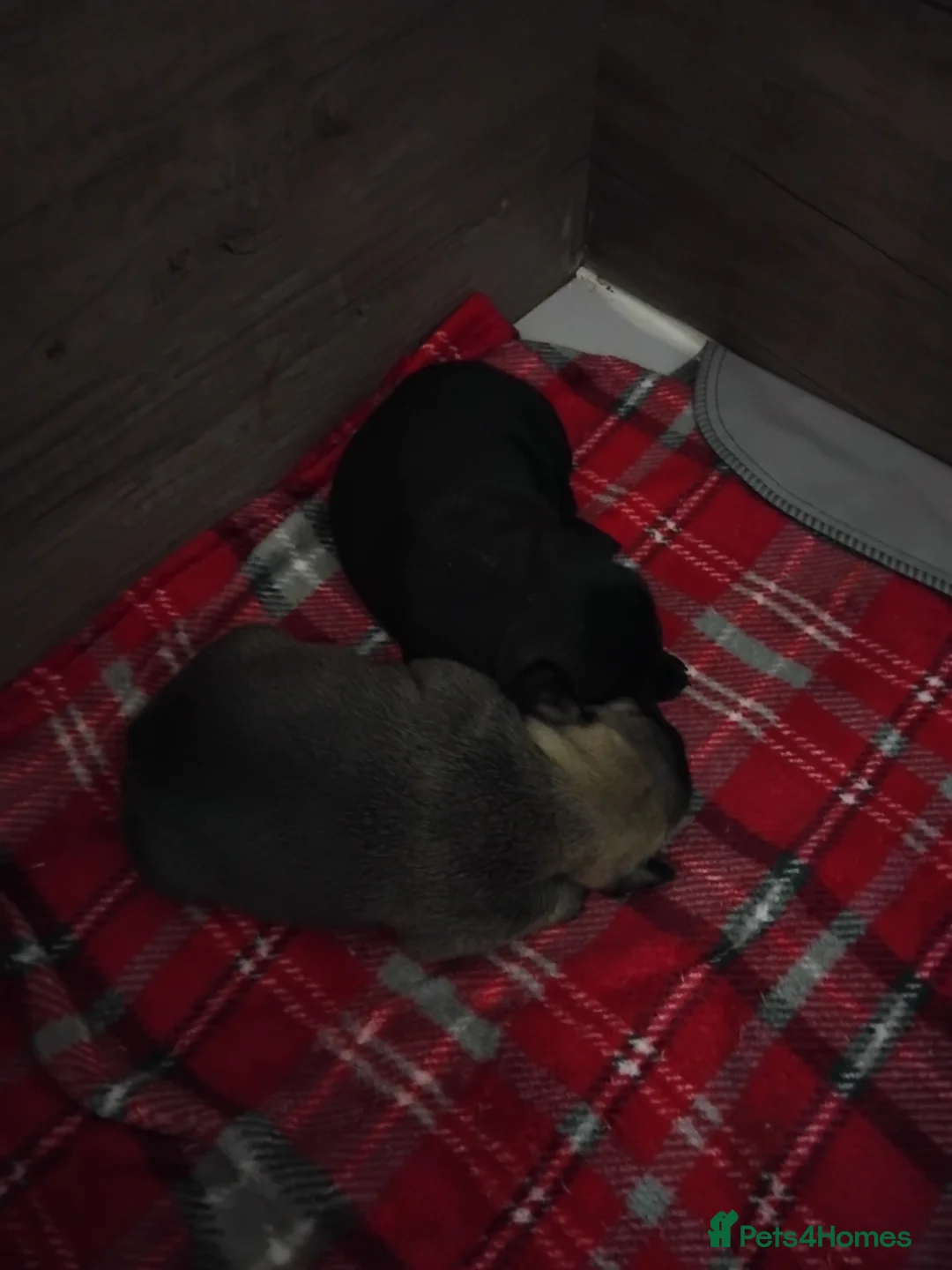 French Bulldog dogs for sale: 2 female frenchies for sale 1200  in Larkhall - Advert 4