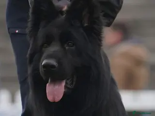 German Shepherd dogs for sale: German Shepherd - Advert 2