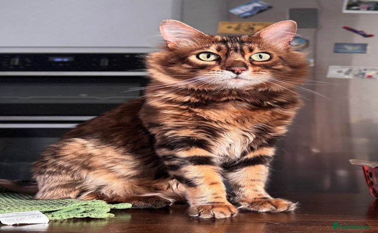 Bengal cats - Advert 9