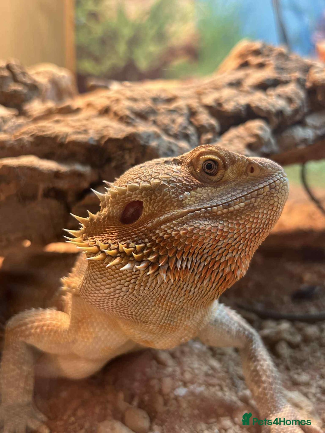Dragon reptiles for sale: Genetic Stripe Bearded Dragon + FULL SETUP  - Advert 3