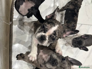 French Bulldog dogs French Bulldog Puppies for Sale - Advert 3