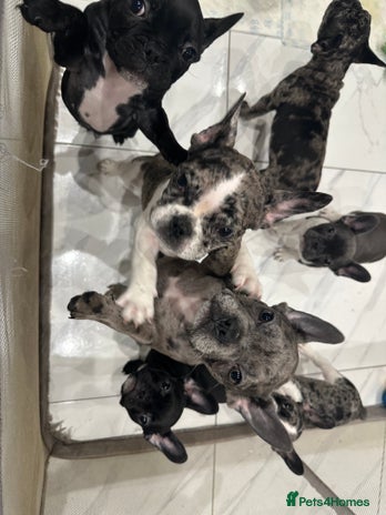French Bulldog dogs French Bulldog Puppies for Sale - Advert 1