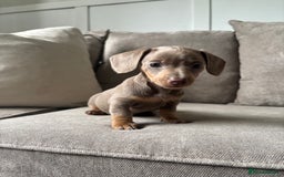 Miniature Dachshund dogs for sale: Beautiful Isabella & Tan miniature dashchunds✨🐾 - Image 5