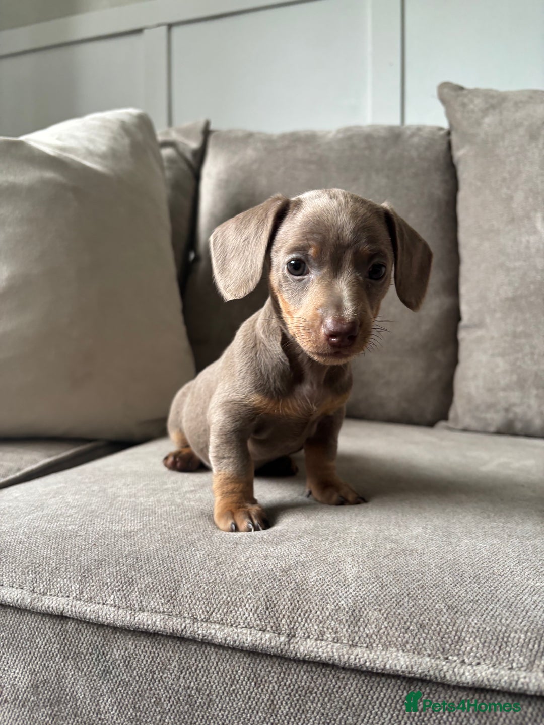 Miniature Dachshund dogs for sale: Beautiful Isabella & Tan miniature dashchunds✨🐾 - Image 5