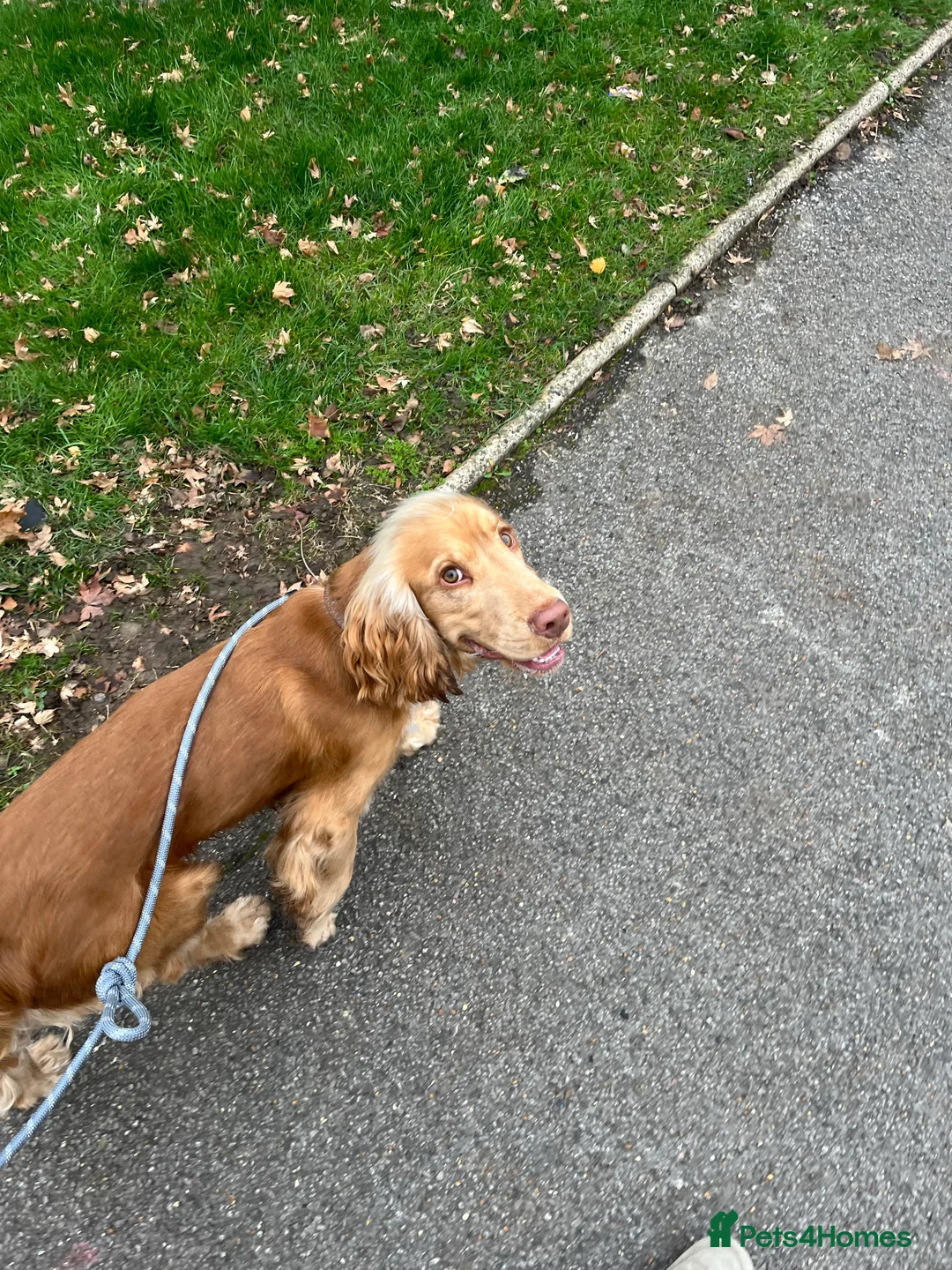 Cocker Spaniel dogs for stud: PROVEN STUD 100% show cocker, KC REG, Clear health in Tonbridge - Advert 11